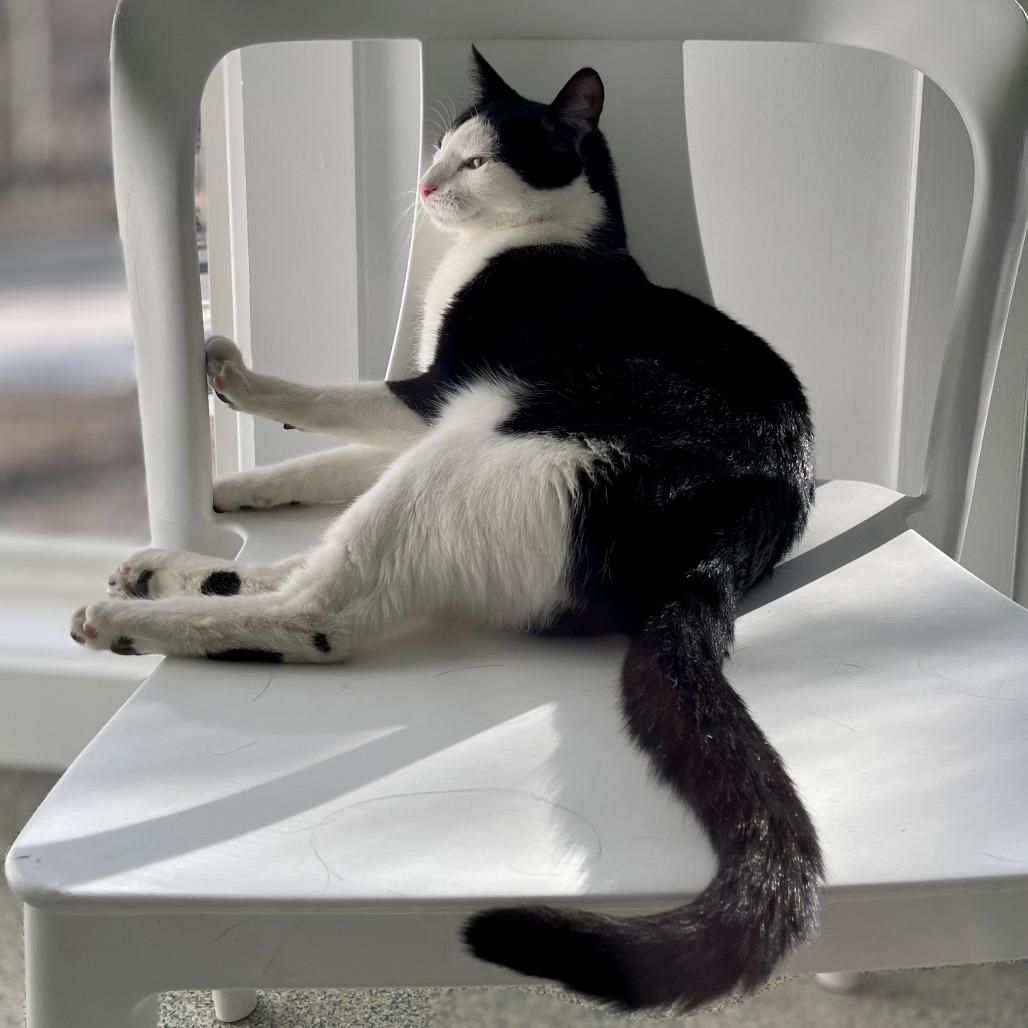 Enlarge Skitter, a Adoptable Domestic Short Hair in East Hampton, NY image 4/6