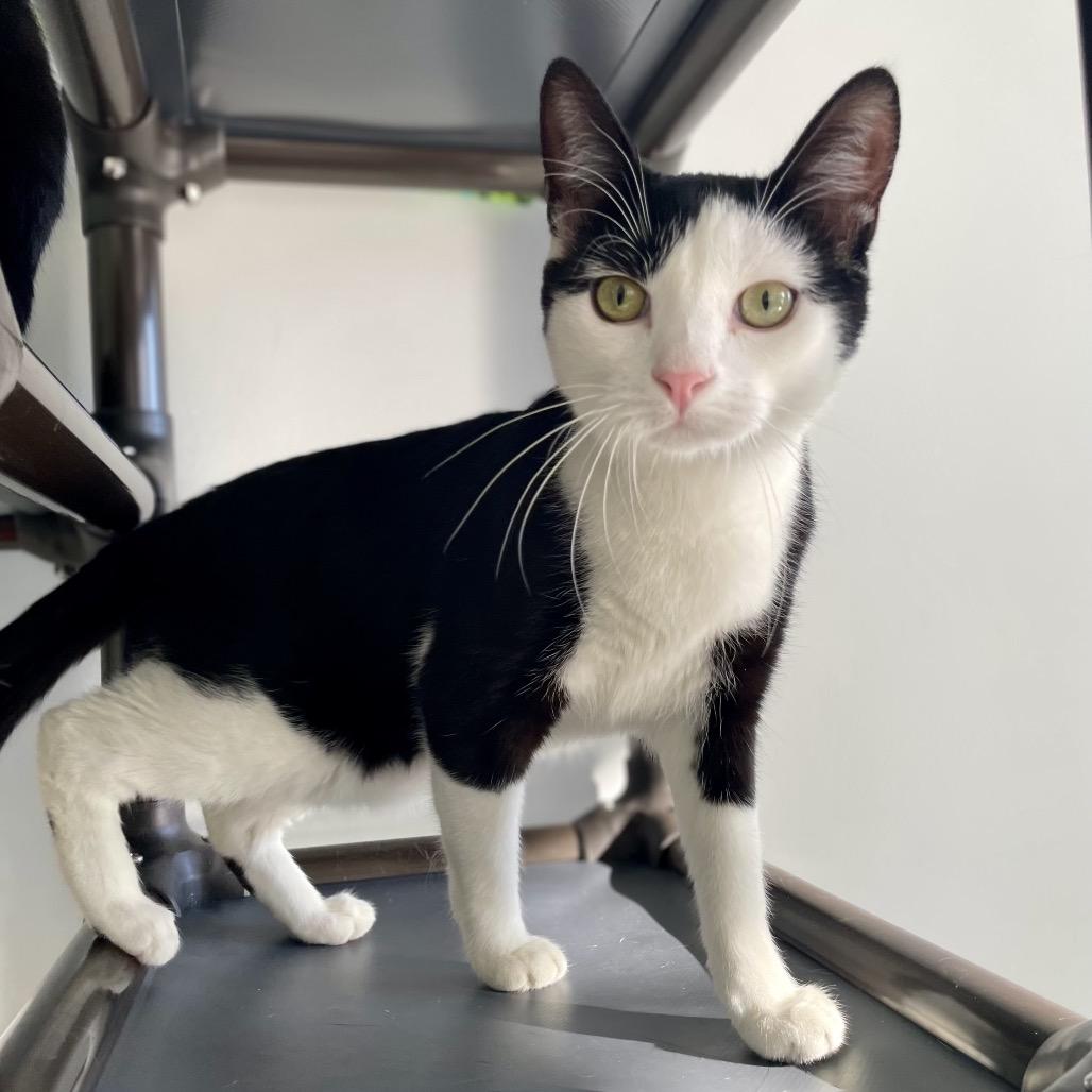 Enlarge Skitter, a Adoptable Domestic Short Hair in East Hampton, NY image 5/6