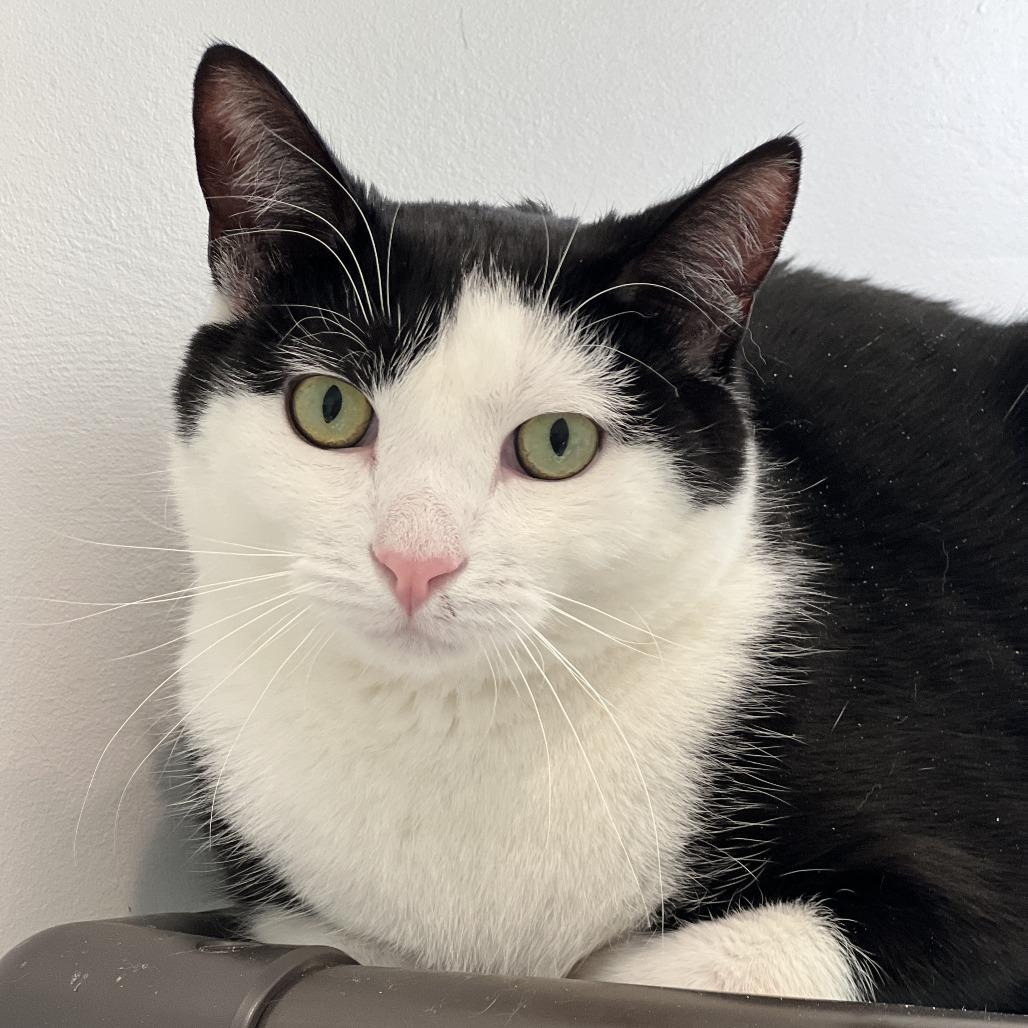 Enlarge Skitter, a Adoptable Domestic Short Hair in East Hampton, NY image 6/6