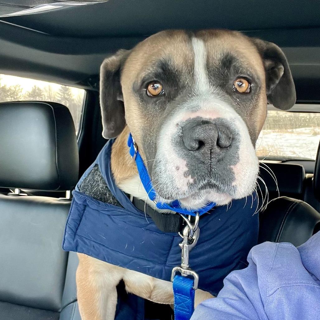 Mia, Adoptable, Adult Female Boxer & Mixed Breed.