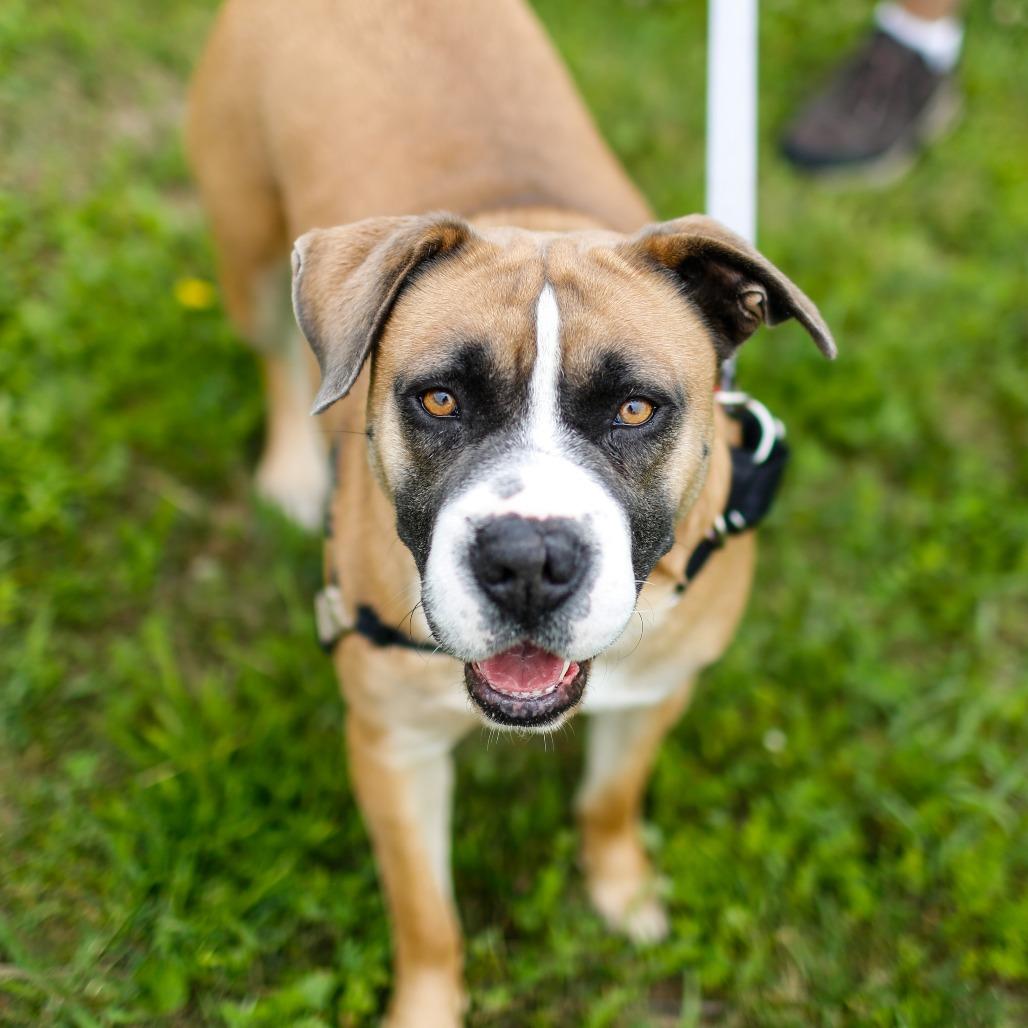 Mia, a Adoptable mixed breed in Dover, NH image 6/6