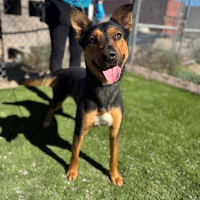 Romy, Adoptable, Adult Female Shepherd.