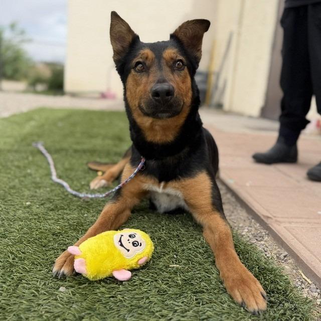 Enlarge Romy, a Adoptable mixed breed in Bullhead City, AZ image 3/5