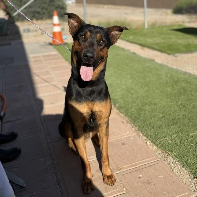 Enlarge Romy, a Adoptable mixed breed in Bullhead City, AZ image 4/5