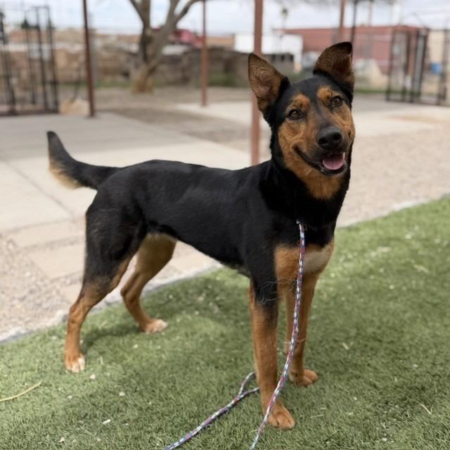 Enlarge Romy, a Adoptable mixed breed in Bullhead City, AZ image 5/5