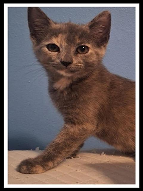 WORM, Adoptable, Kitten Female Domestic Short Hair.