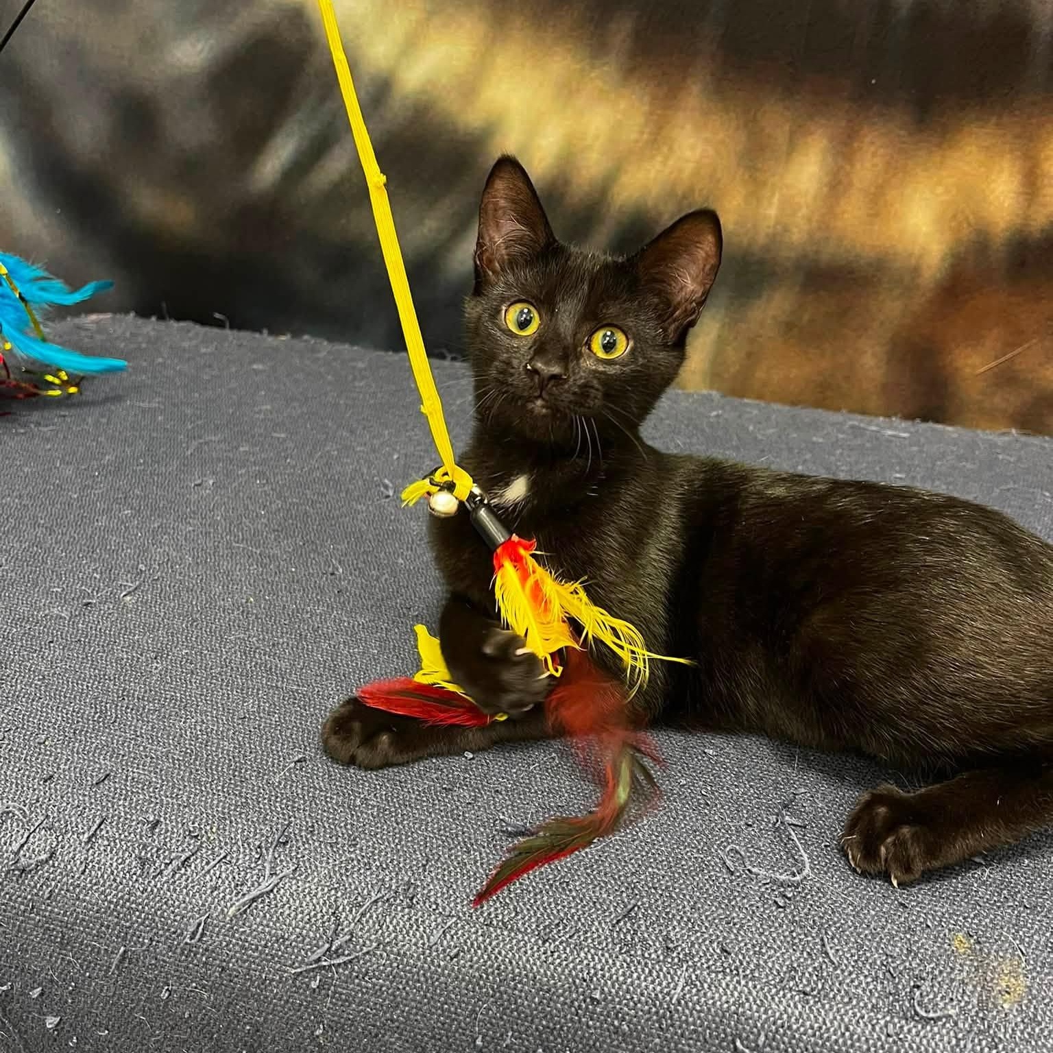 Enlarge Sparkleberry, a Adoptable Domestic Short Hair in Apex, NC image 2/6