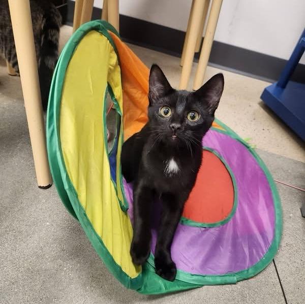 Enlarge Sparkleberry, a Adoptable Domestic Short Hair in Apex, NC image 4/6
