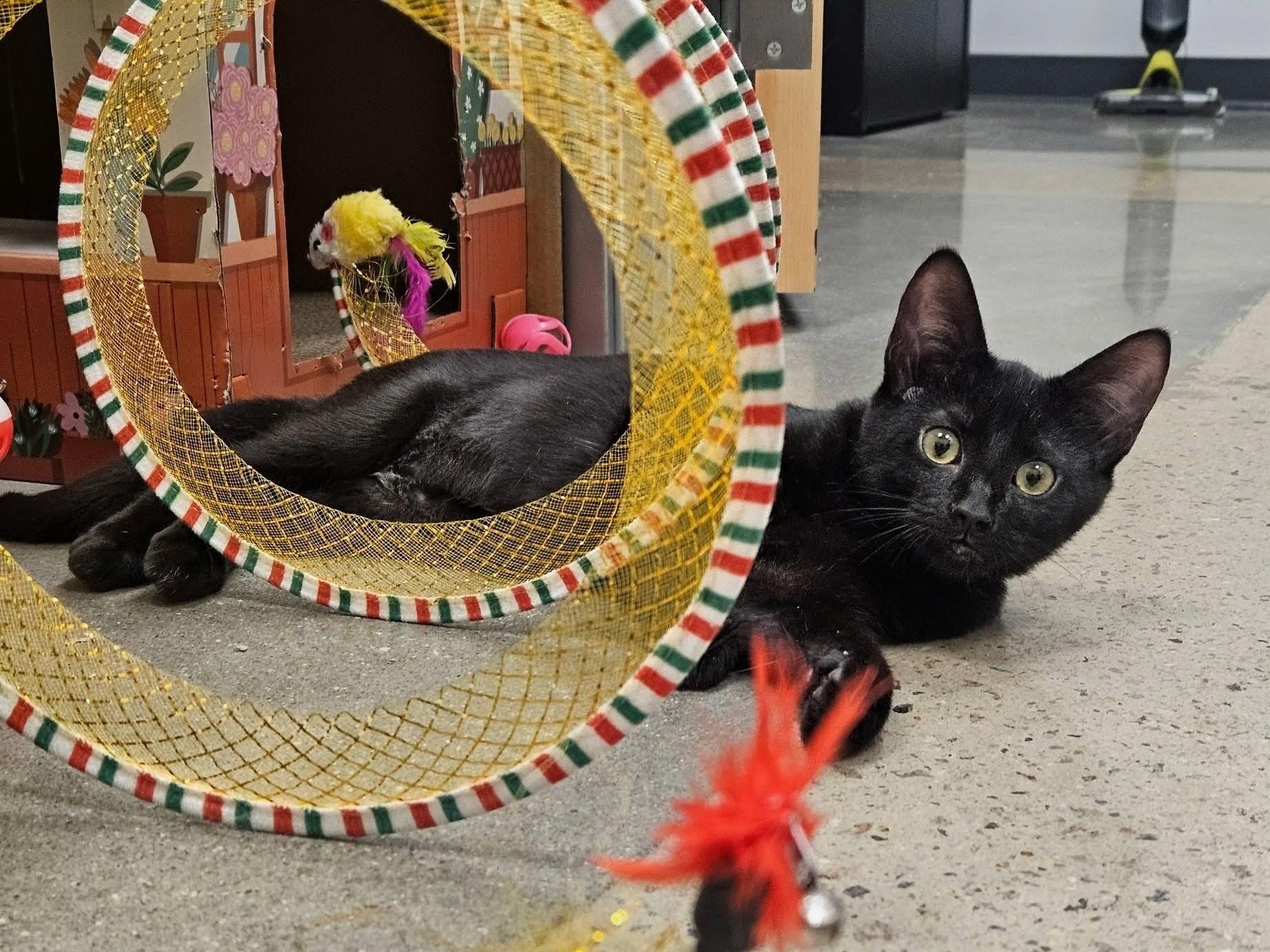 Enlarge Sparkleberry, a Adoptable Domestic Short Hair in Apex, NC image 5/6