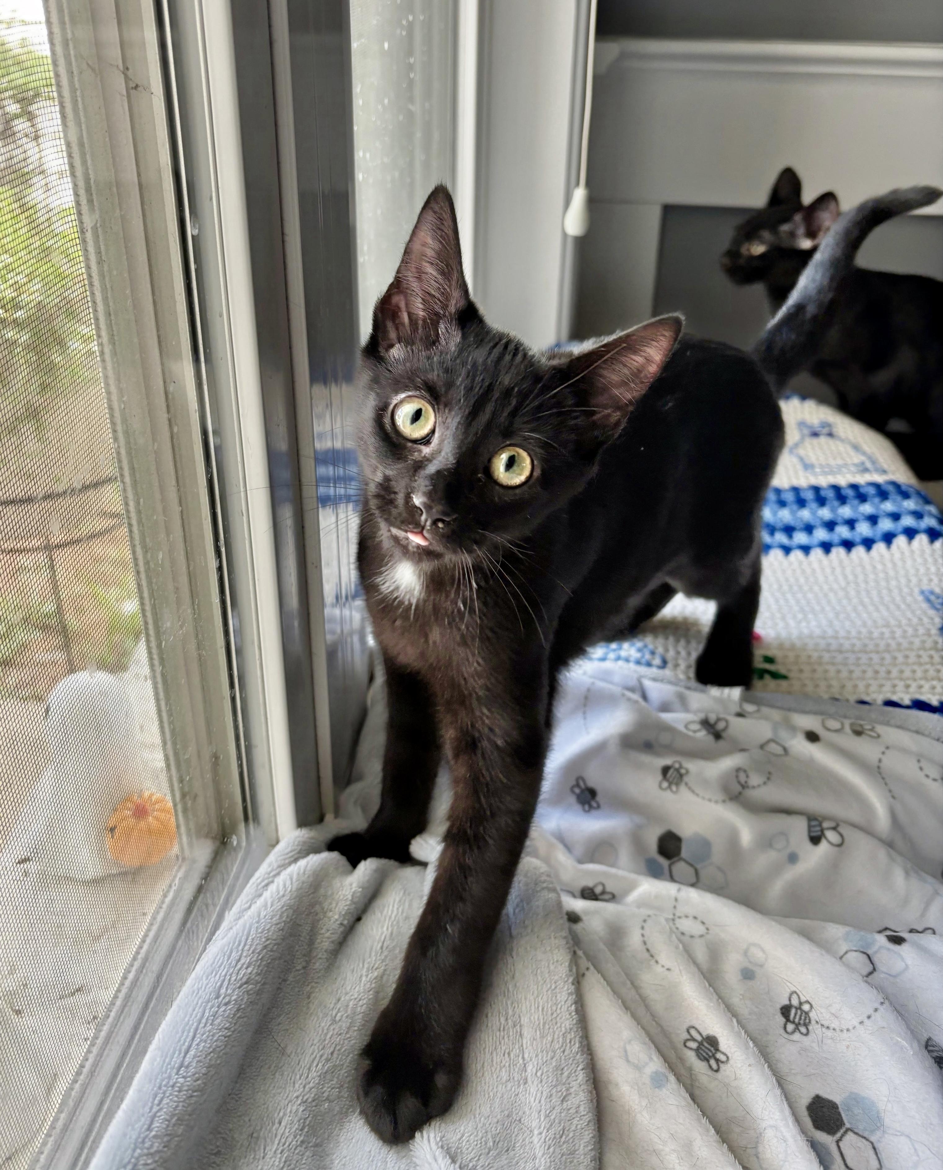 Enlarge Sparkleberry, a Adoptable Domestic Short Hair in Apex, NC image 3/6