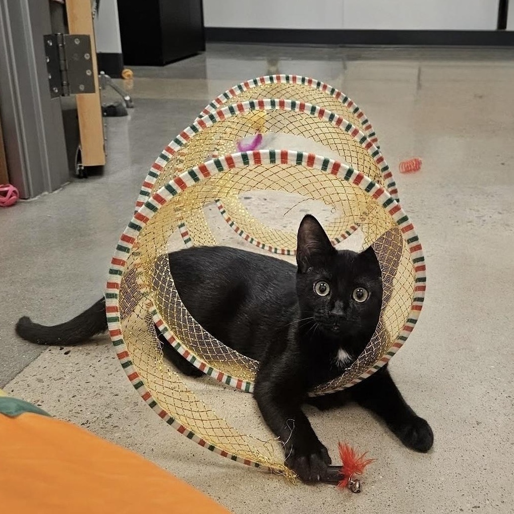 Enlarge Sparkleberry, a Adoptable Domestic Short Hair in Apex, NC image 1/6