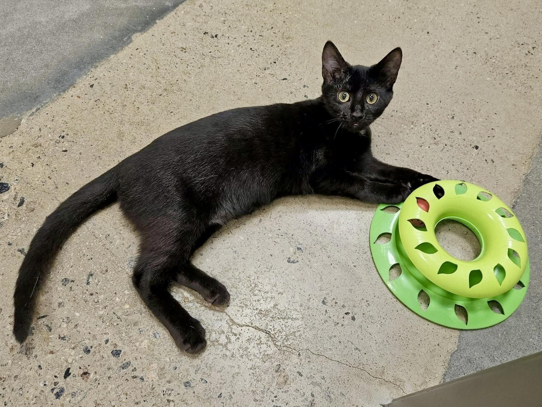 Enlarge Sparkleberry, a Adoptable Domestic Short Hair in Apex, NC image 6/6