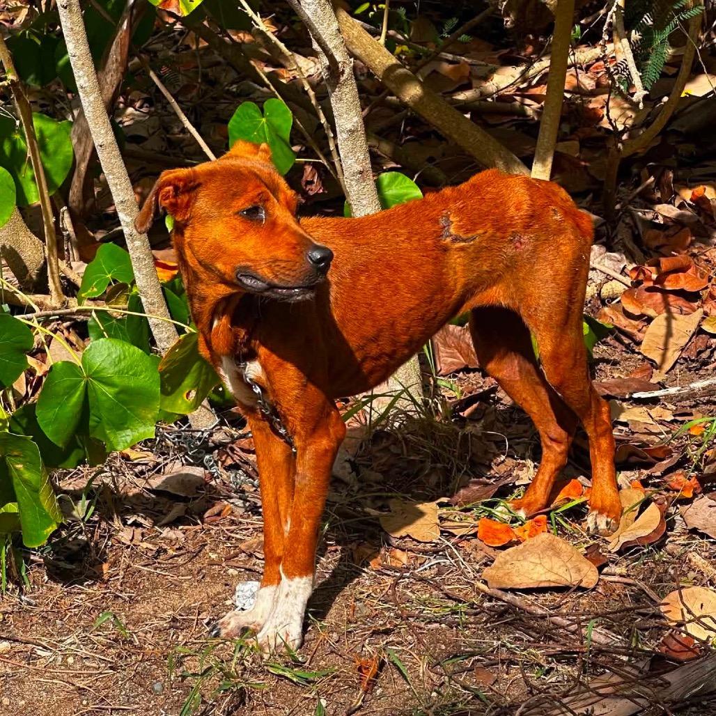 Enlarge Ms. Brown Sugar/Hope2, a Adoptable Mixed Breed in Frederiksted, VI image 1/1