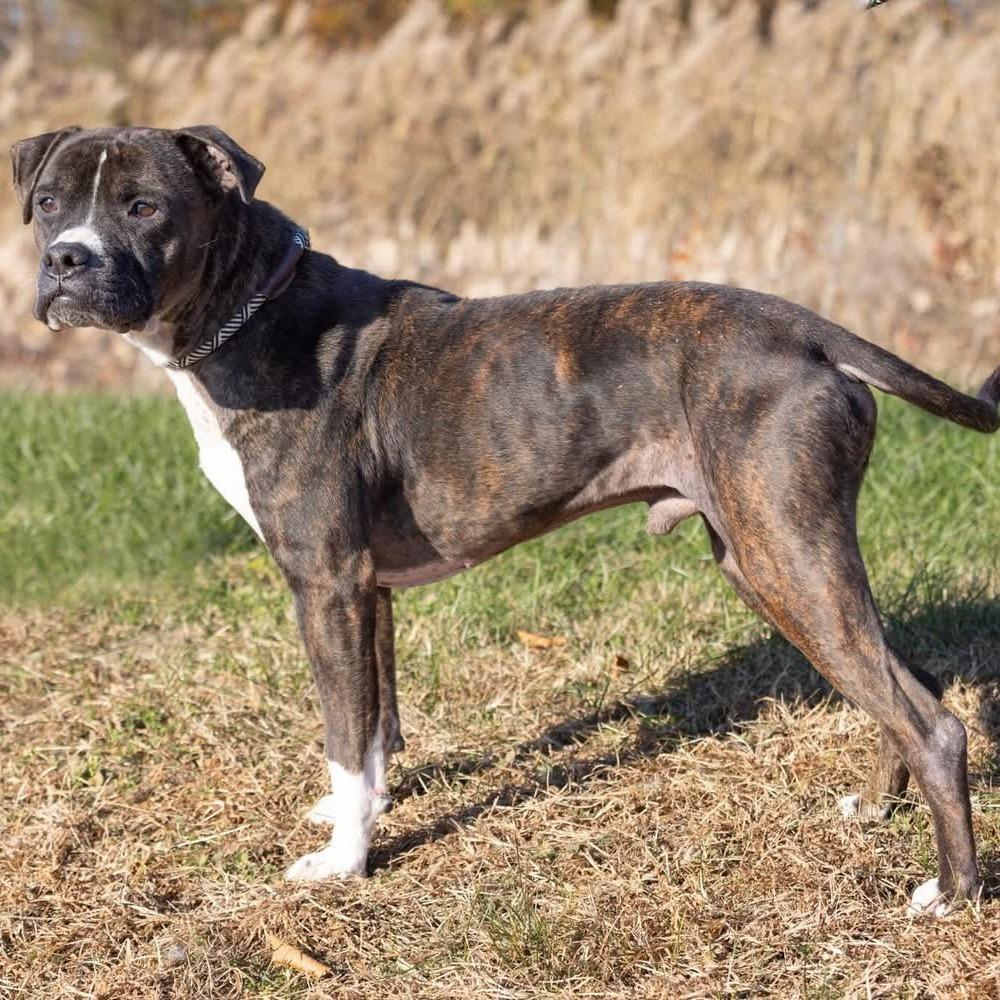 Enlarge Blockhead, a Adoptable mixed breed in Mount Laurel, NJ image 1/1