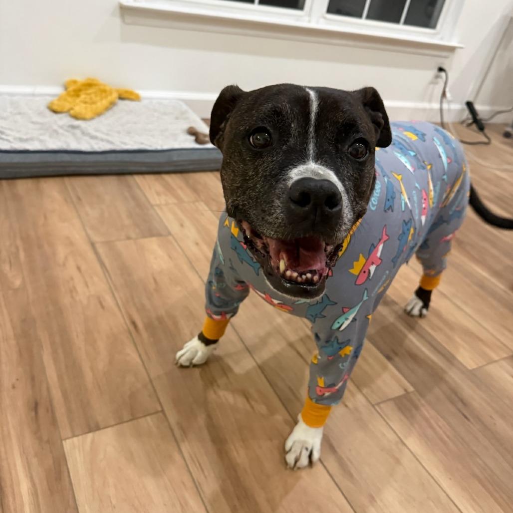 Blockhead, Adoptable, Senior Male Boxer & Pit Bull Terrier.