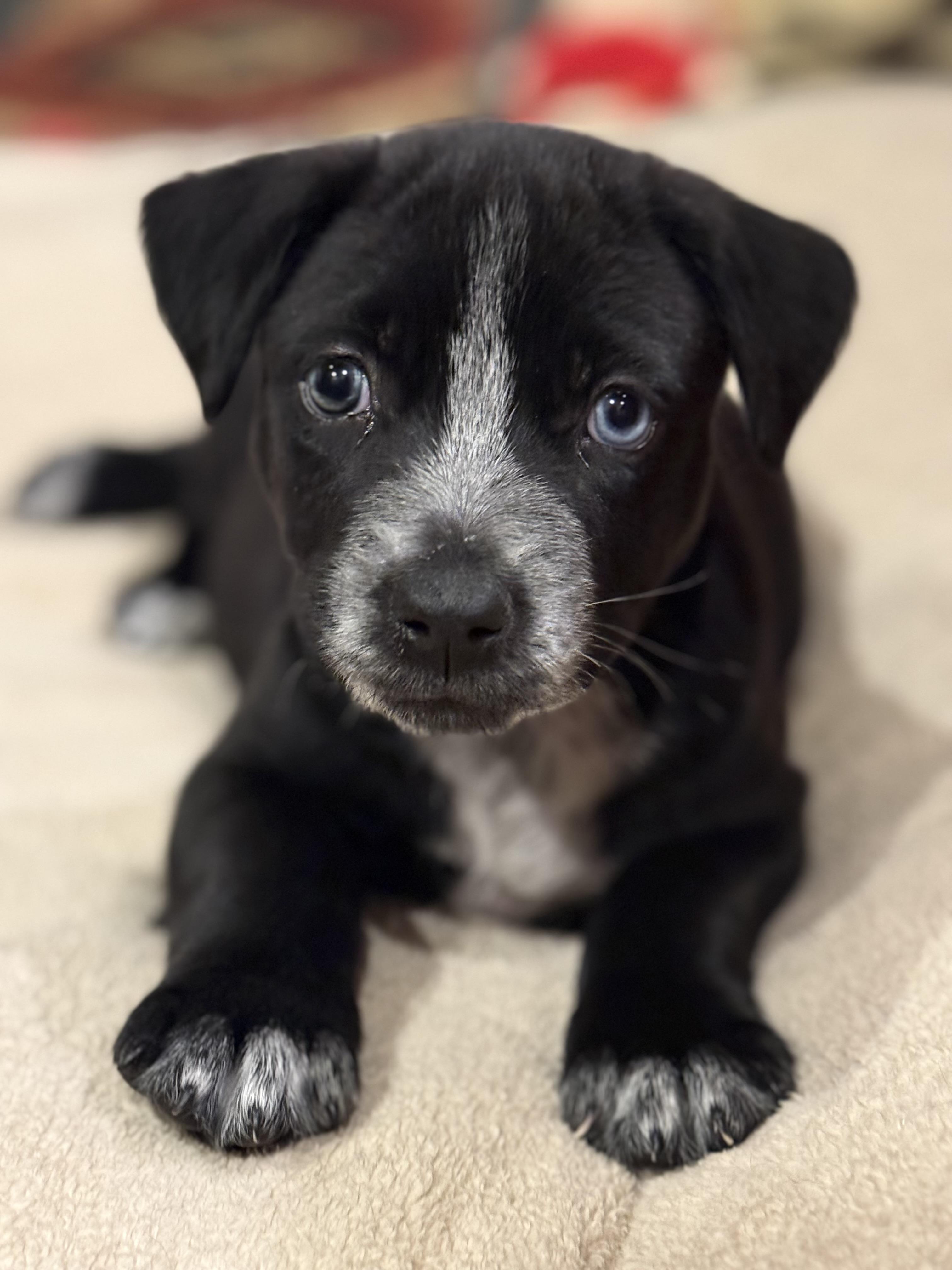 Enlarge Cactus Jack, a ADOPTABLE mixed breed in Burbank, CA image 3/3