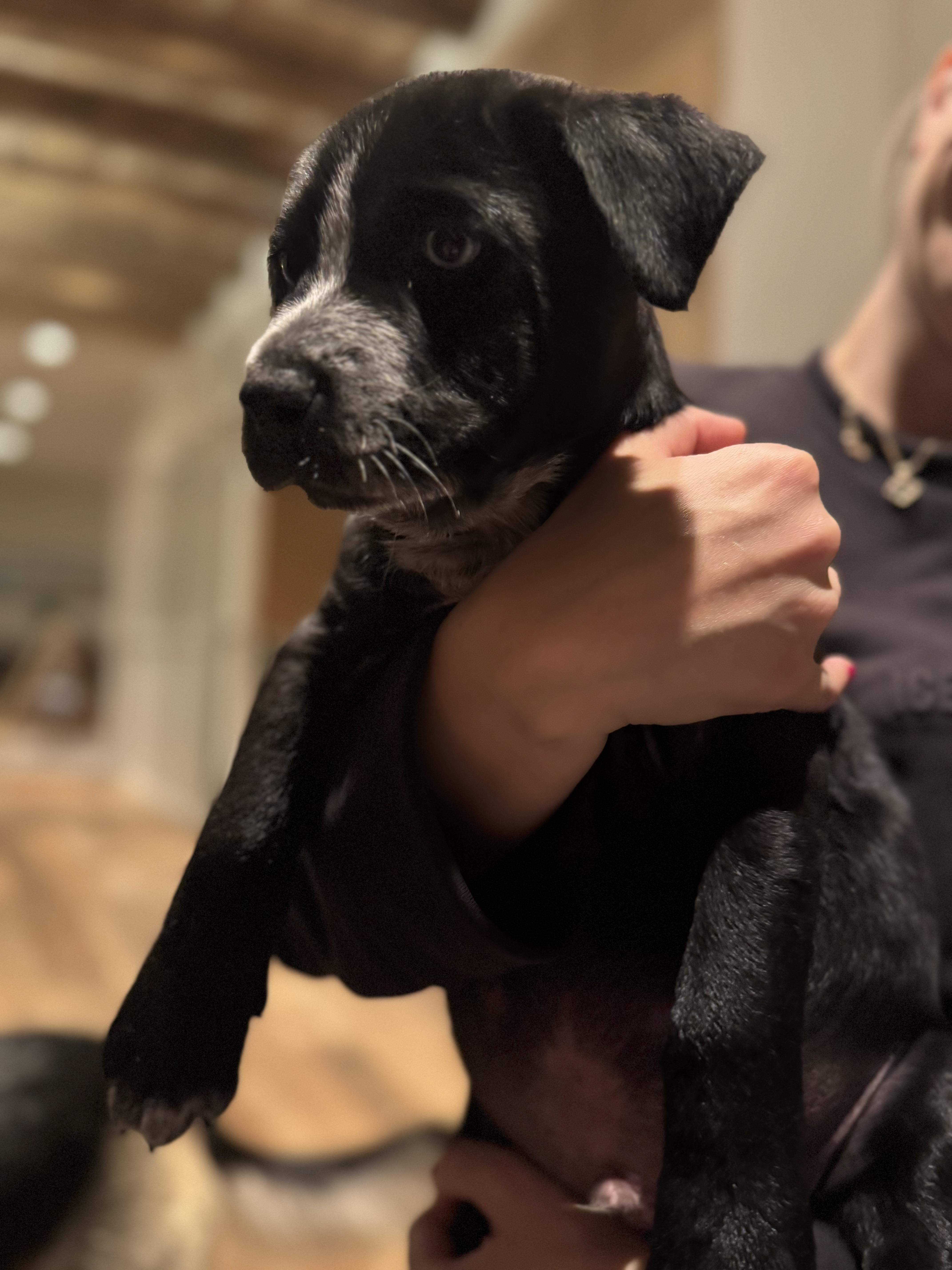 Cactus Jack, ADOPTABLE, Puppy Male Mixed Breed.