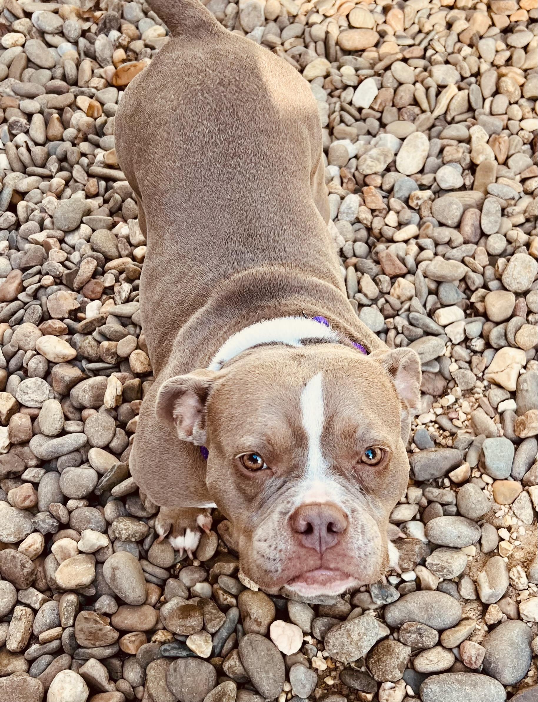 Enlarge Dolly Pawton, an adoptable American Bully in Knoxville, TN image 2/5