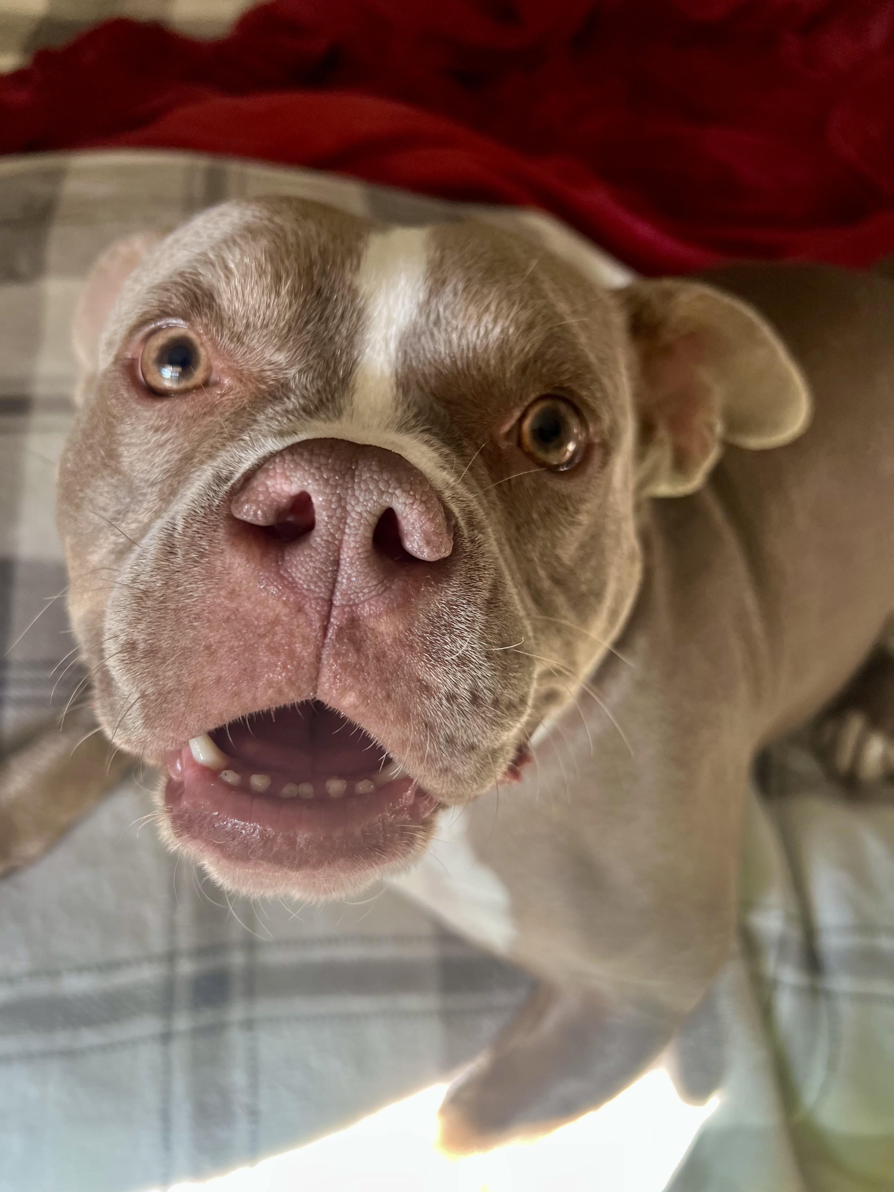 Enlarge Dolly Pawton, an adoptable American Bully in Knoxville, TN image 3/5