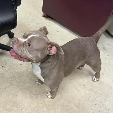 Enlarge Dolly Pawton, a ADOPTABLE American Bully in Knoxville, TN image 4/5