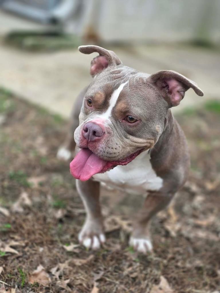 Enlarge Dolly Pawton, a ADOPTABLE American Bully in Knoxville, TN image 5/5
