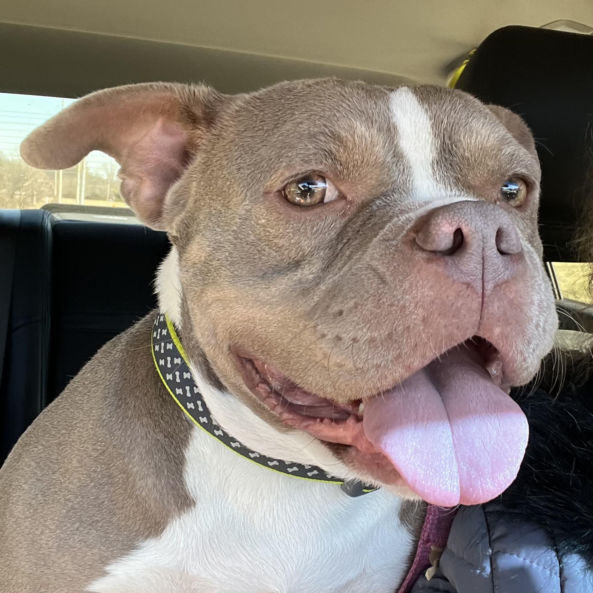 Dolly Pawton, adoptable, Adult Female American Bully.