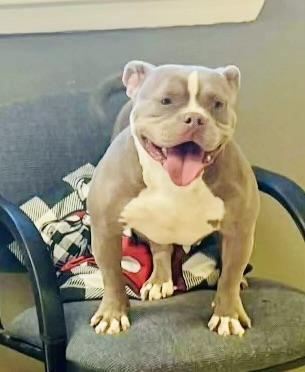 Enlarge Dolly Pawton, a ADOPTABLE American Bully in Knoxville, TN image 3/5