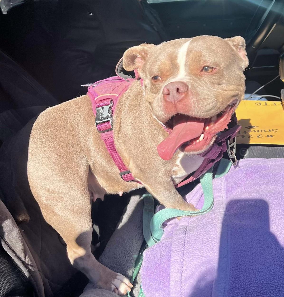 Enlarge Dolly Pawton, a ADOPTABLE American Bully in Knoxville, TN image 1/5