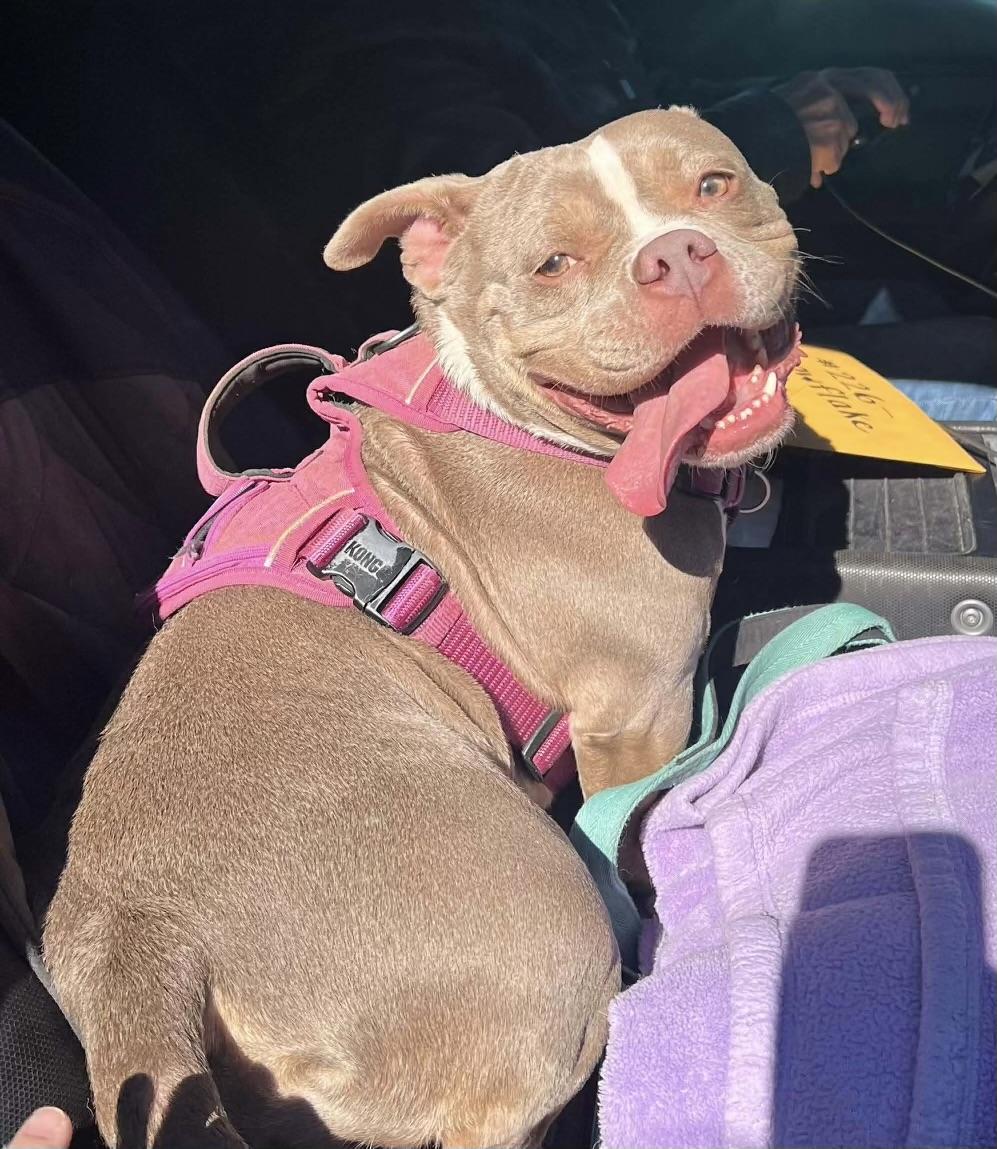 Enlarge Dolly Pawton, a ADOPTABLE American Bully in Knoxville, TN image 2/5