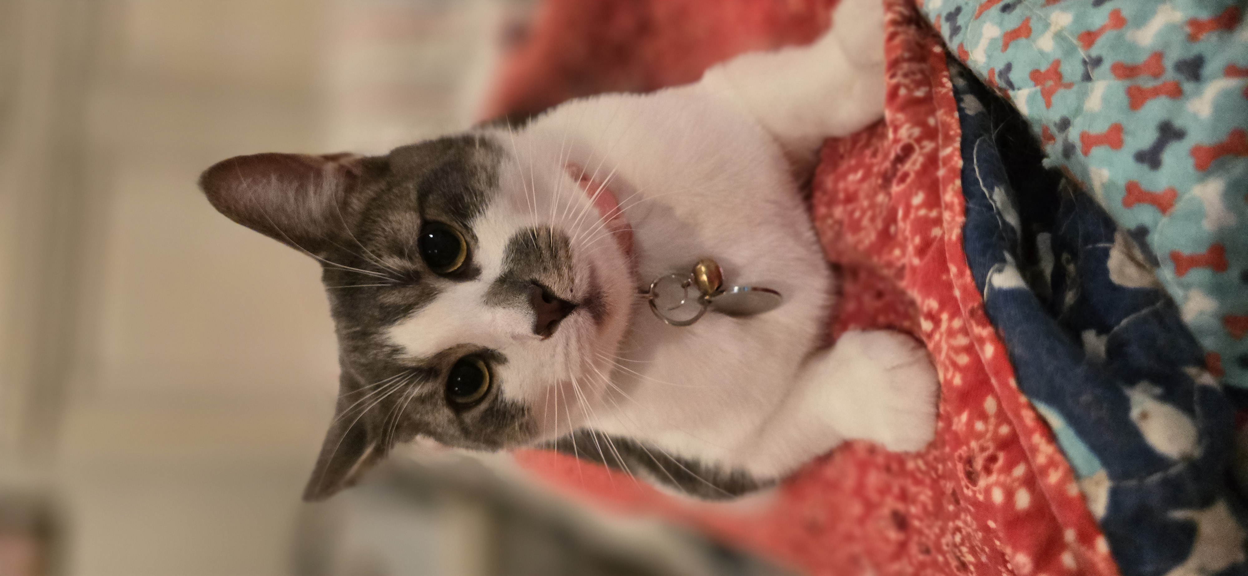 Valentina, Young Female Tabby