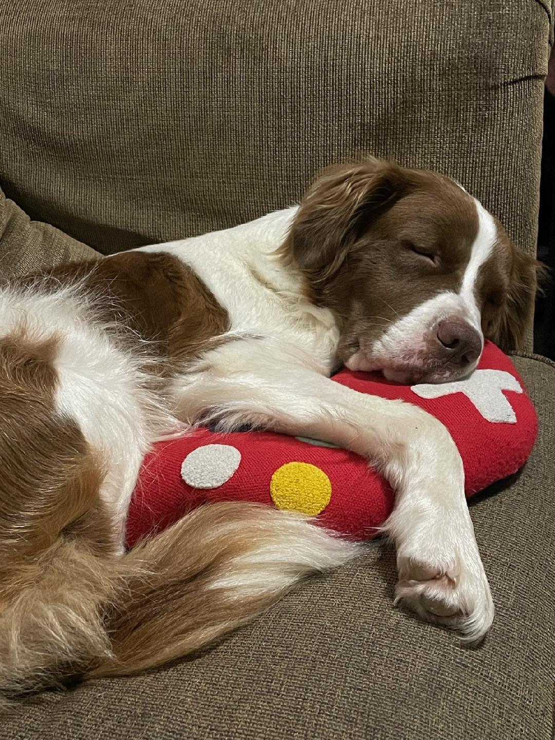 GA/Autumn, Adopted, Adult Female Brittany Spaniel & Collie.
