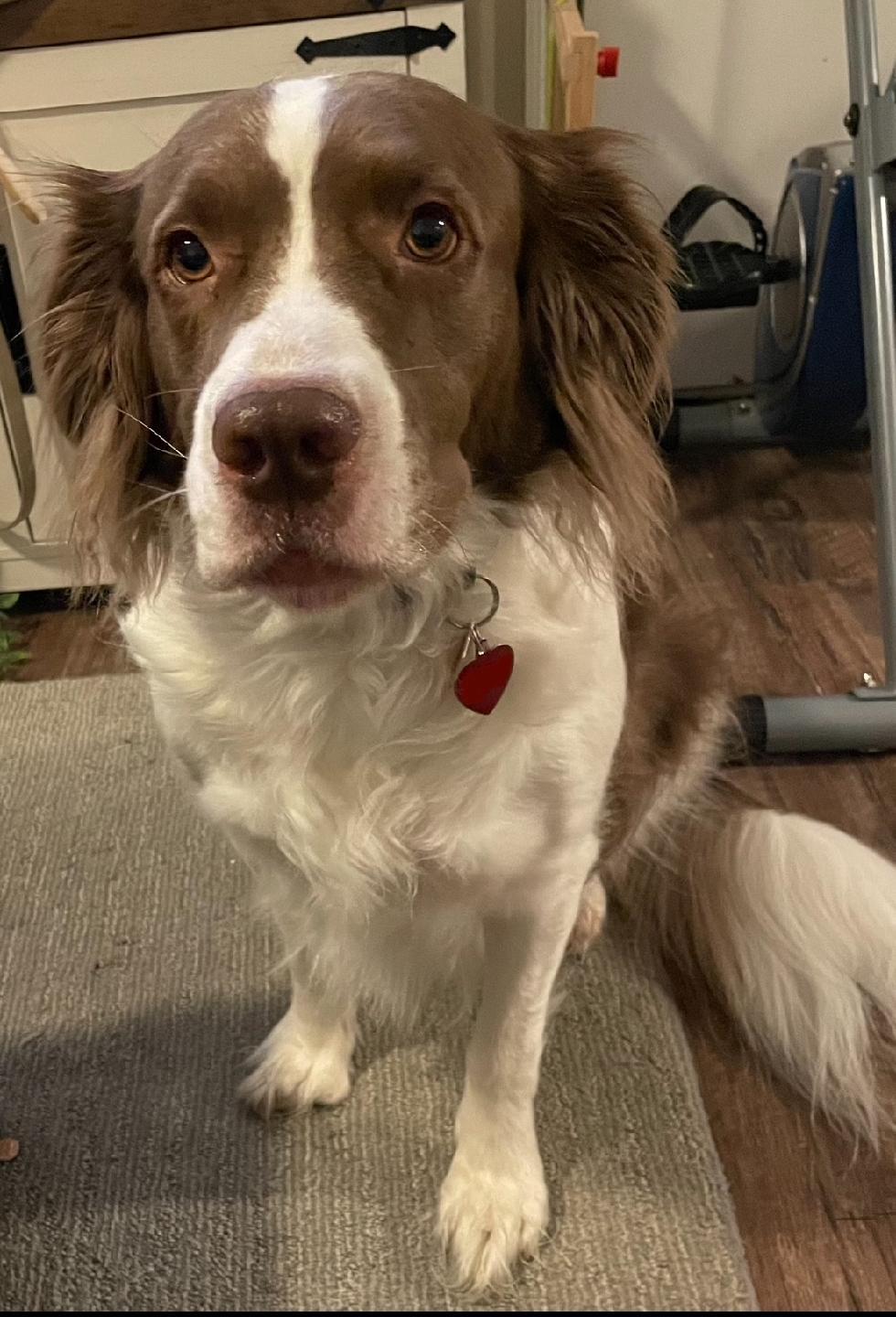 Enlarge GA/Autumn, a Adopted mixed breed in Baldwinsville, NY image 2/3