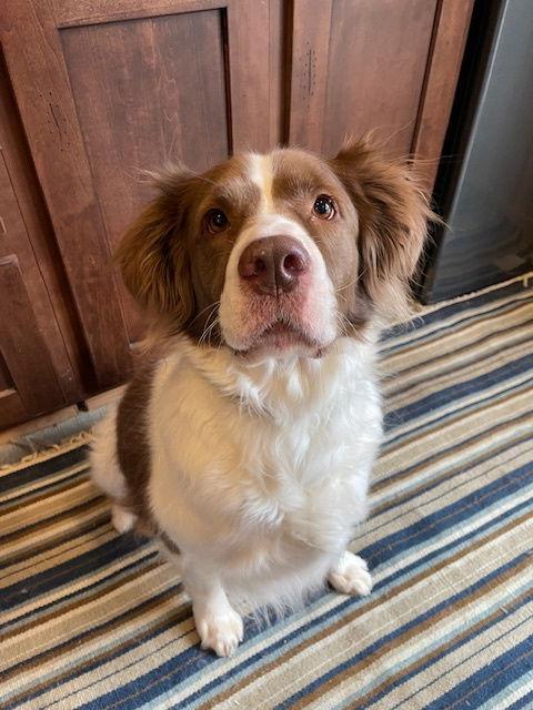 Enlarge GA/Autumn, a Adopted mixed breed in Baldwinsville, NY image 3/3