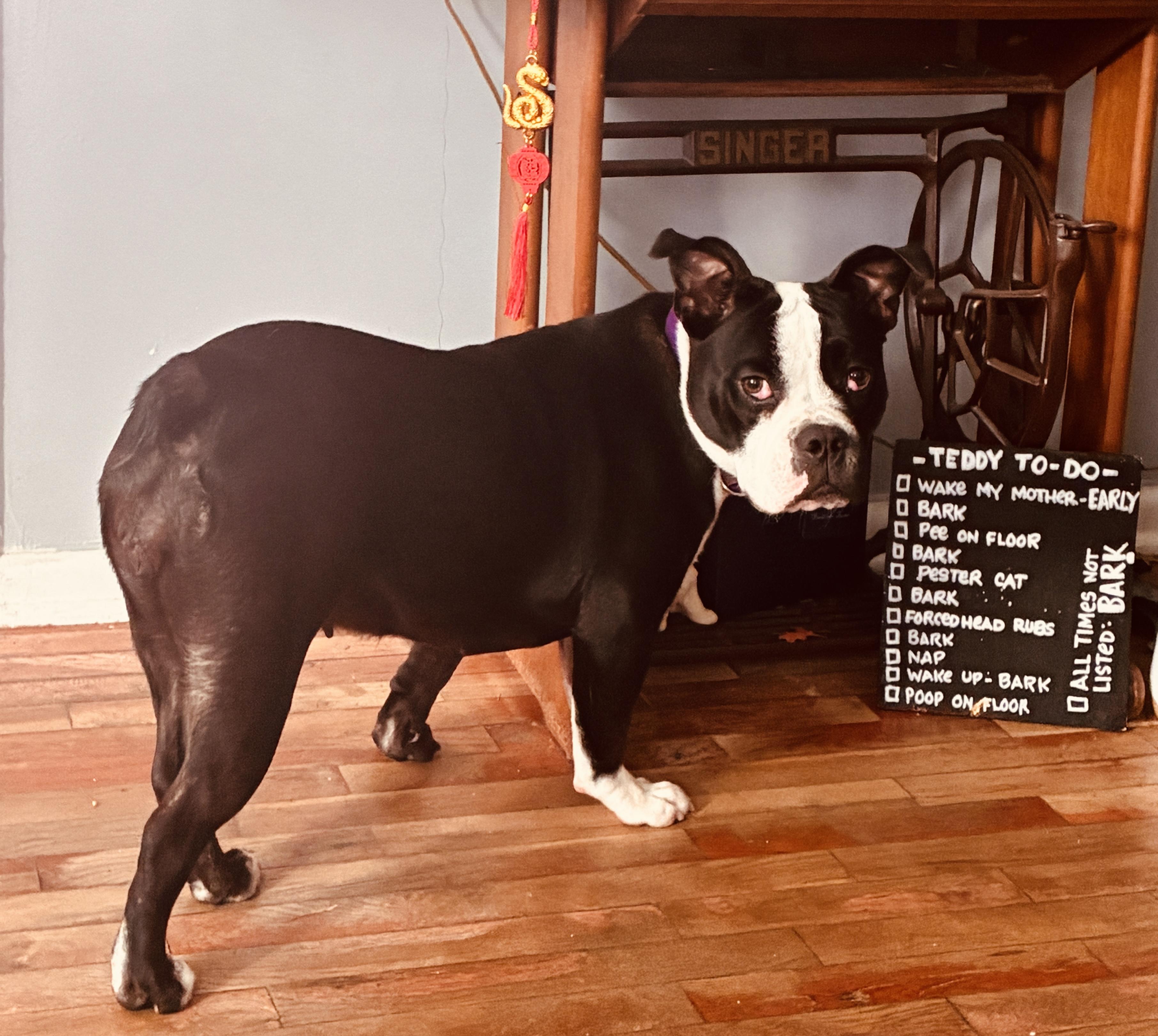 Enlarge Boca, a Adoptable Boston Terrier in North Augusta, SC image 5/6