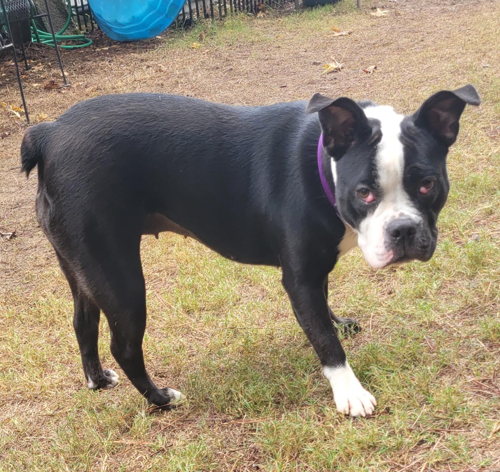 Enlarge Boca, a Adoptable Boston Terrier in North Augusta, SC image 2/6