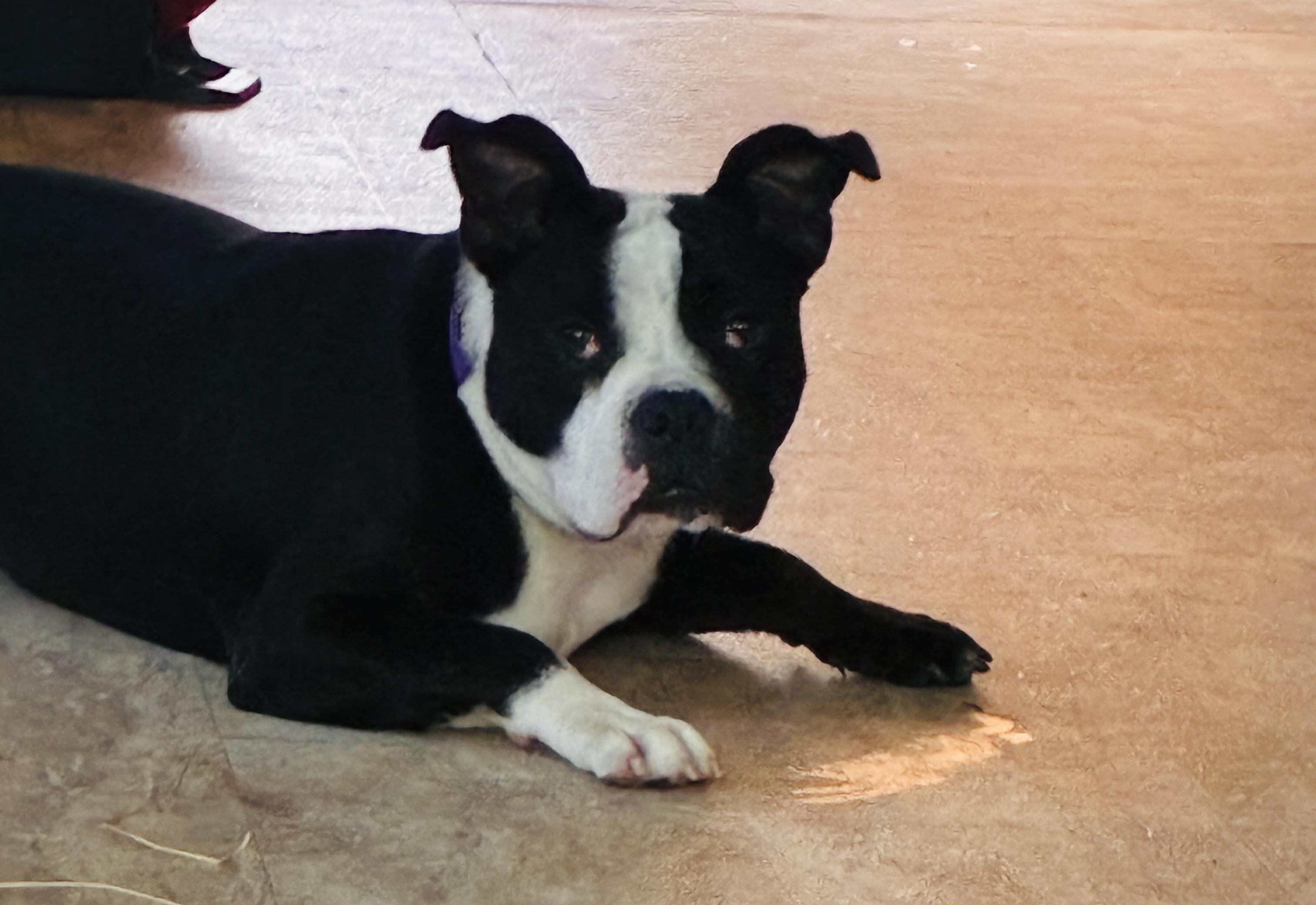 Enlarge Boca, a Adoptable Boston Terrier in North Augusta, SC image 4/6