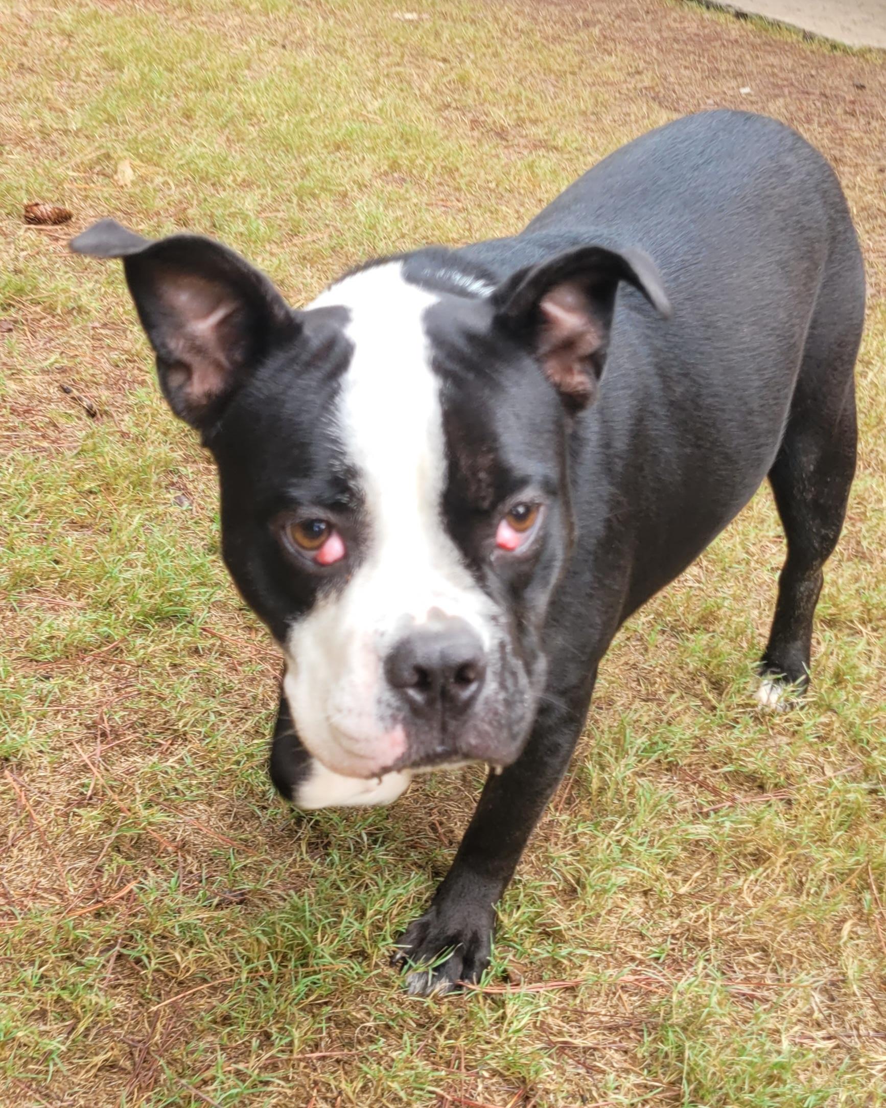 Enlarge Boca, a Adoptable Boston Terrier in North Augusta, SC image 3/6