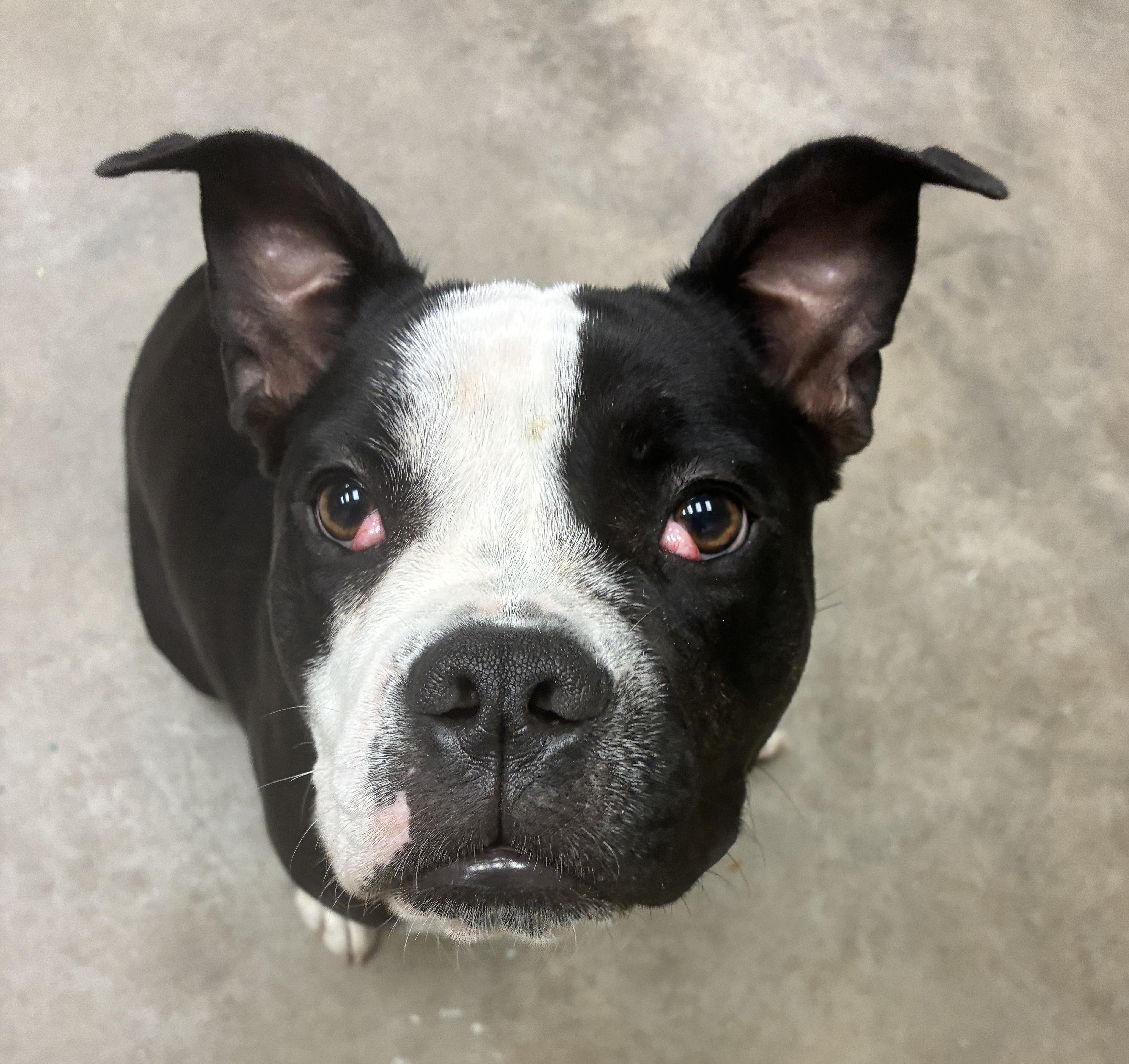 Enlarge Boca, a Adoptable Boston Terrier in North Augusta, SC image 1/6