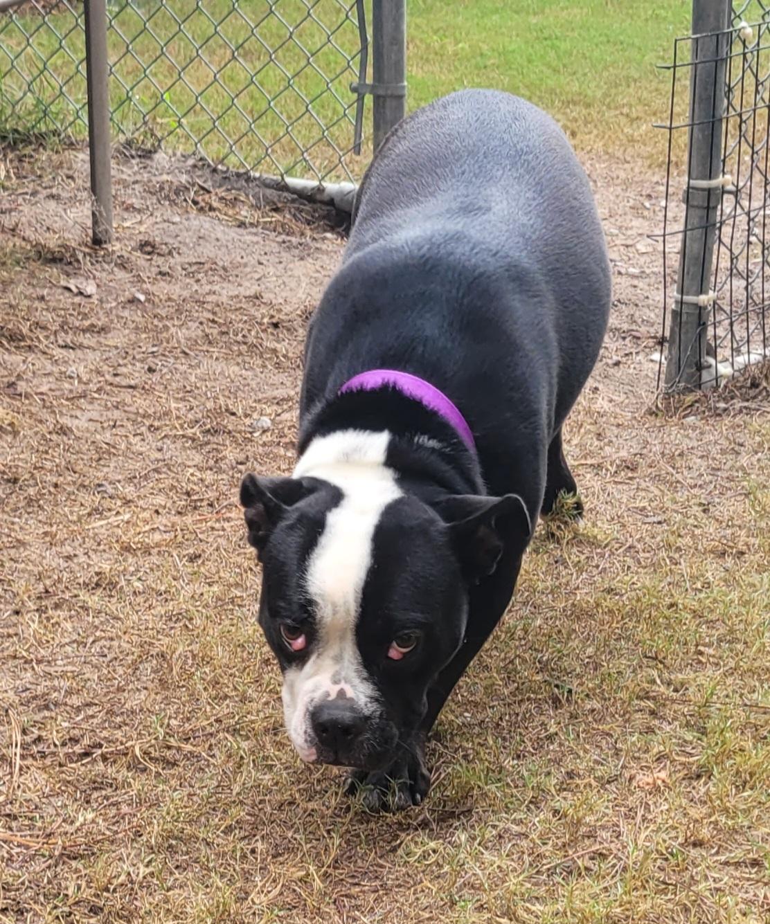 Enlarge Boca, a Adoptable Boston Terrier in North Augusta, SC image 6/6