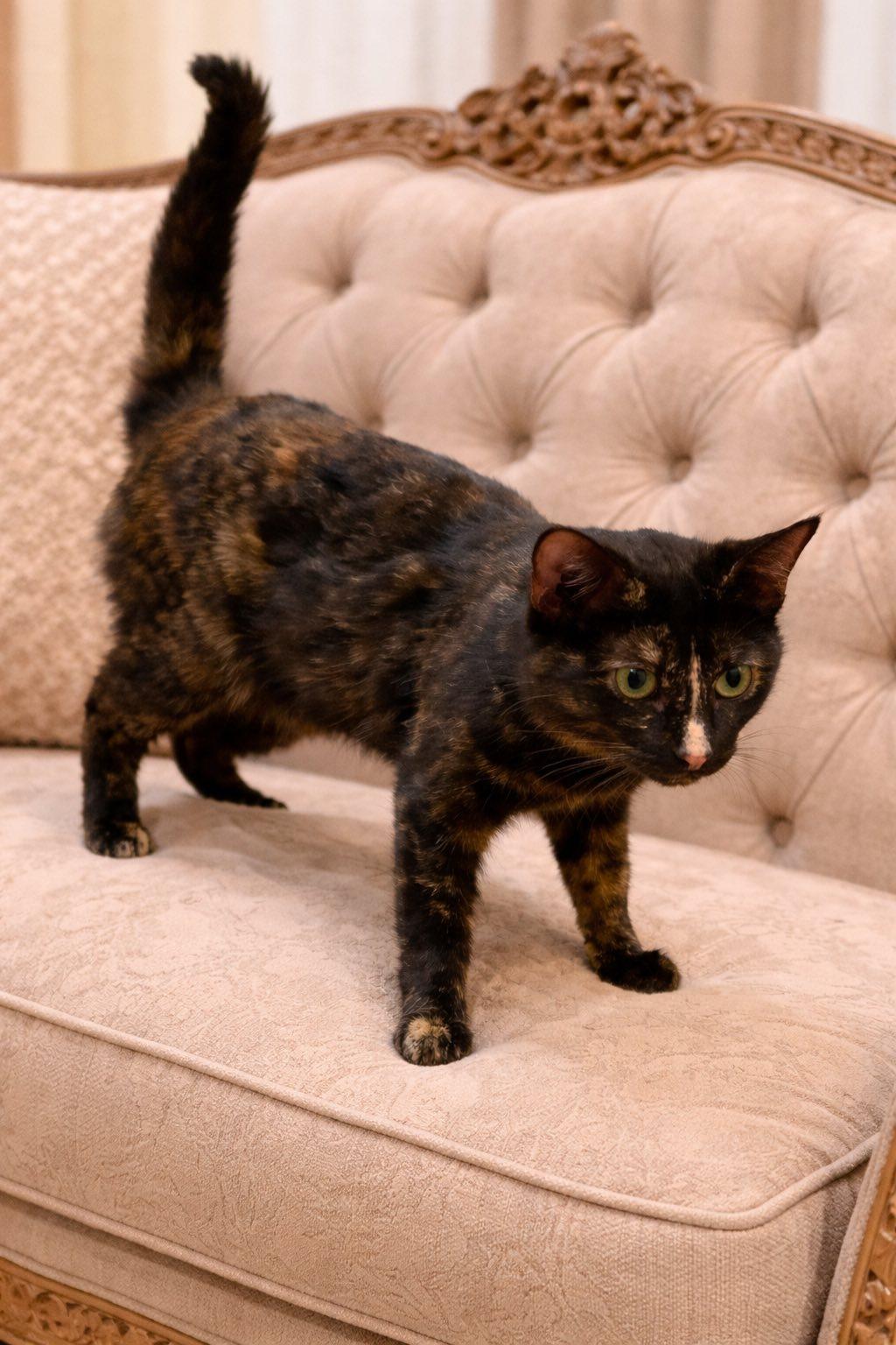 Enlarge Torty, an adopted American Shorthair in Guntersville, AL image 2/2