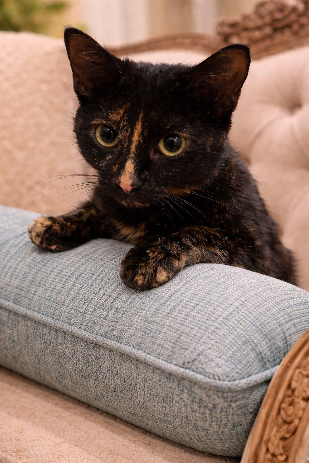 Torty, adopted, Young Female American Shorthair.