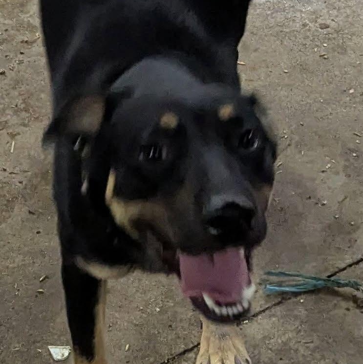 Enlarge Ruby, a Adoptable mixed breed in Barrington Hills, IL image 2/4