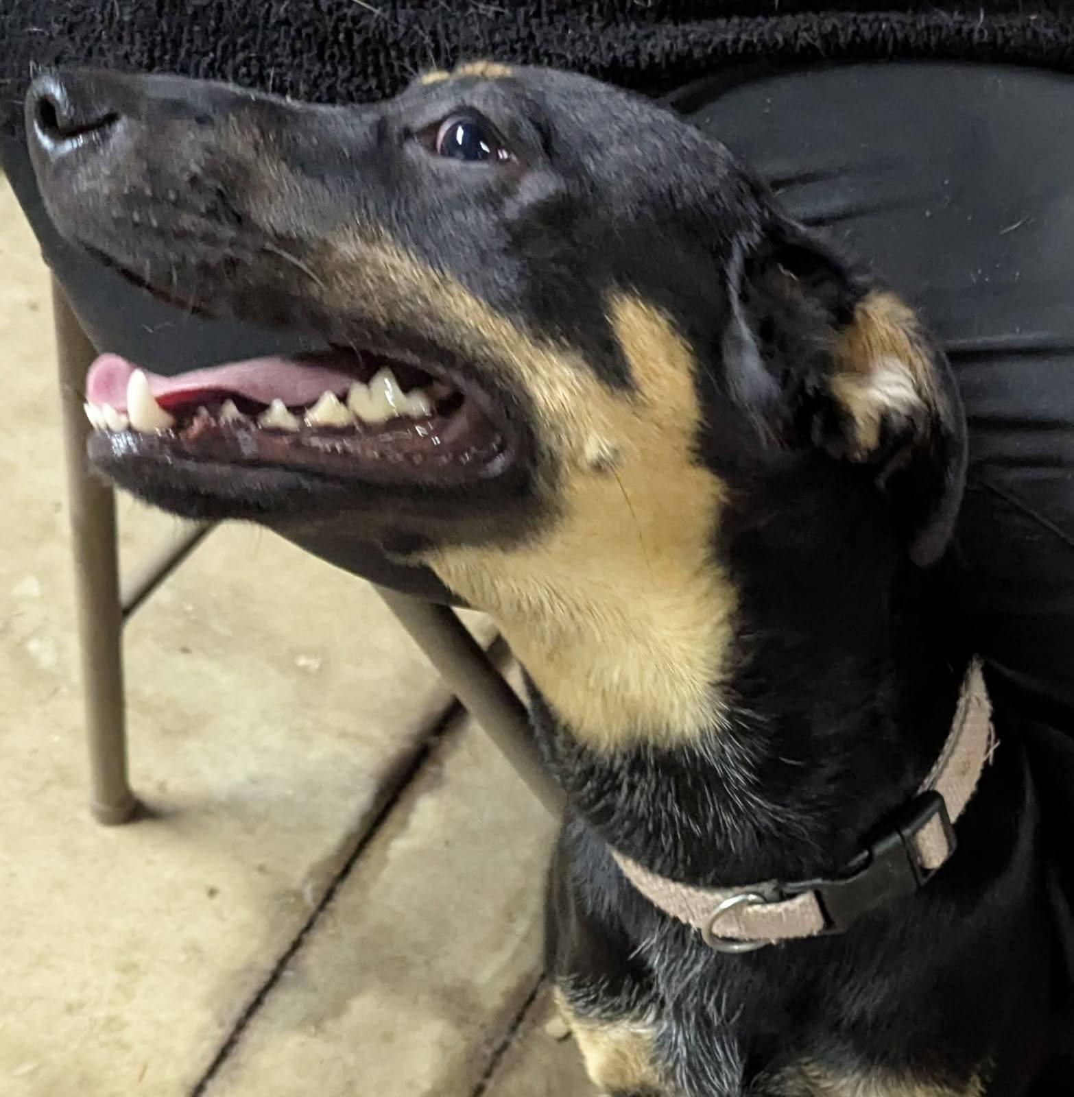 Enlarge Ruby, a Adoptable mixed breed in Barrington Hills, IL image 4/4