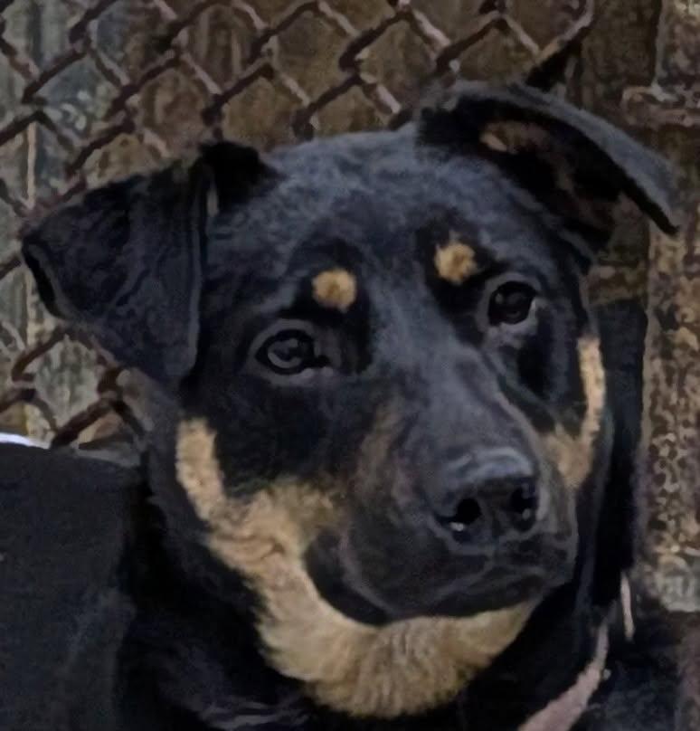 Enlarge Ruby, a Adoptable mixed breed in Barrington Hills, IL image 1/4