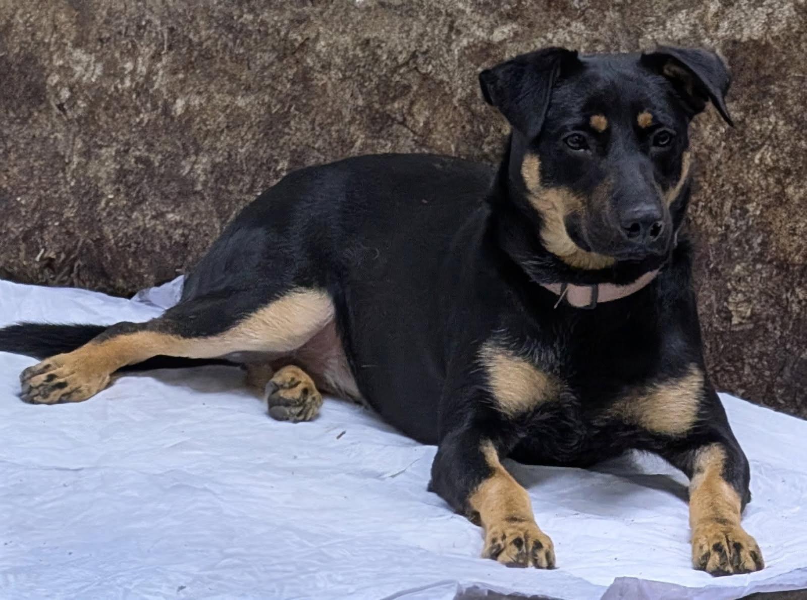 Enlarge Ruby, a Adoptable mixed breed in Barrington Hills, IL image 3/4