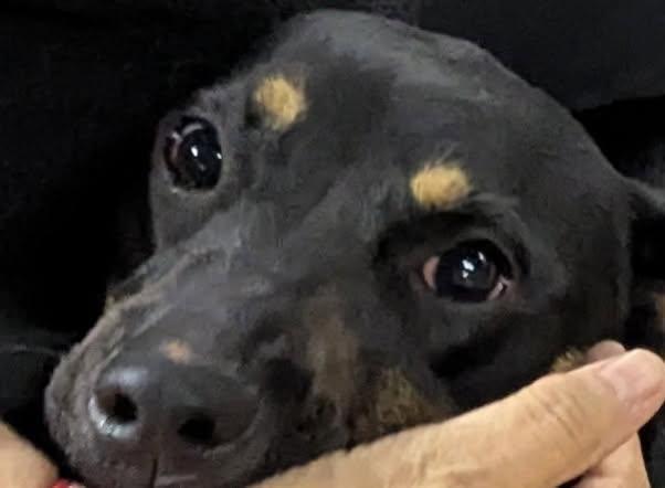 Ruby, Adoptable, Puppy Female Australian Kelpie.