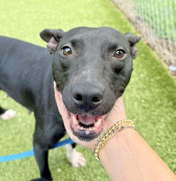 Ivory, a Adoptable Mixed Breed in Media, PA image 2/2