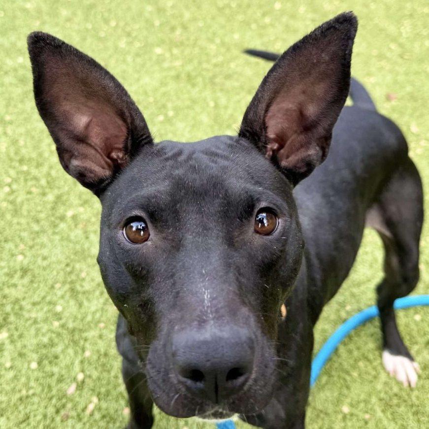 Ivory, Adoptable, Young Female Mixed Breed.