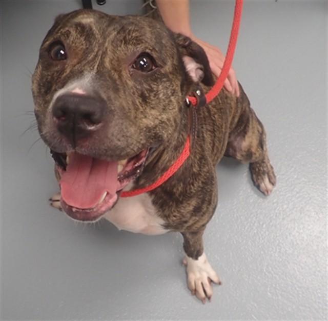 Enlarge CORALINE, a Adoptable Pit Bull Terrier in Saint Cloud, FL image 1/1