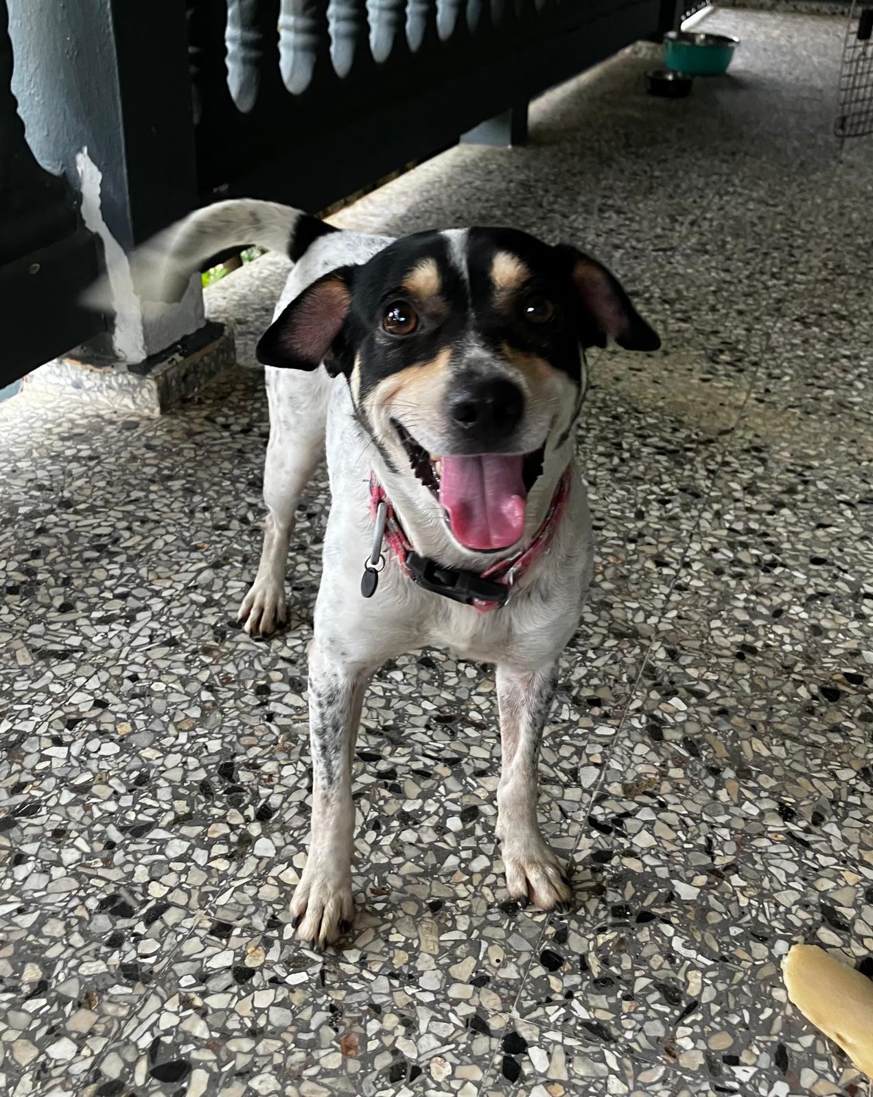 Enlarge Bandit, a Adoptable mixed breed in Morristown, NJ image 2/5